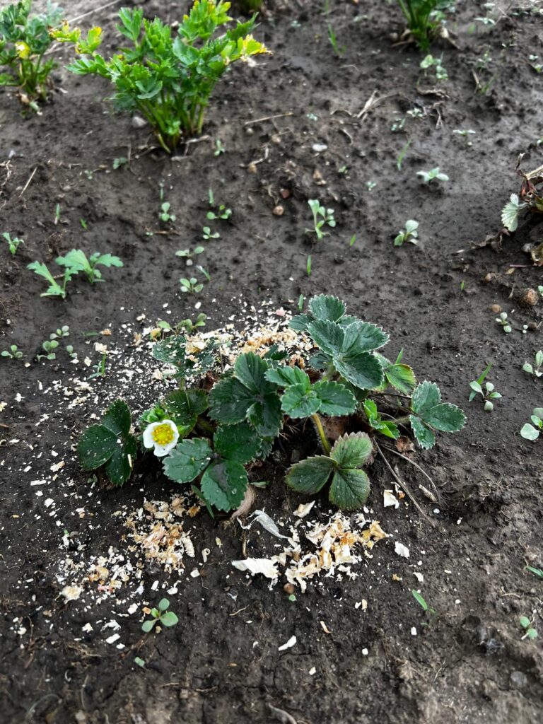 Erdbeeren – Gurkentruppe Gewächshaus