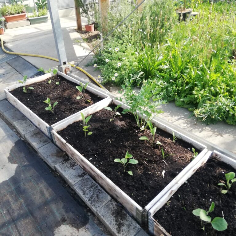 Aubergine – Gurkentruppe Gewächshaus