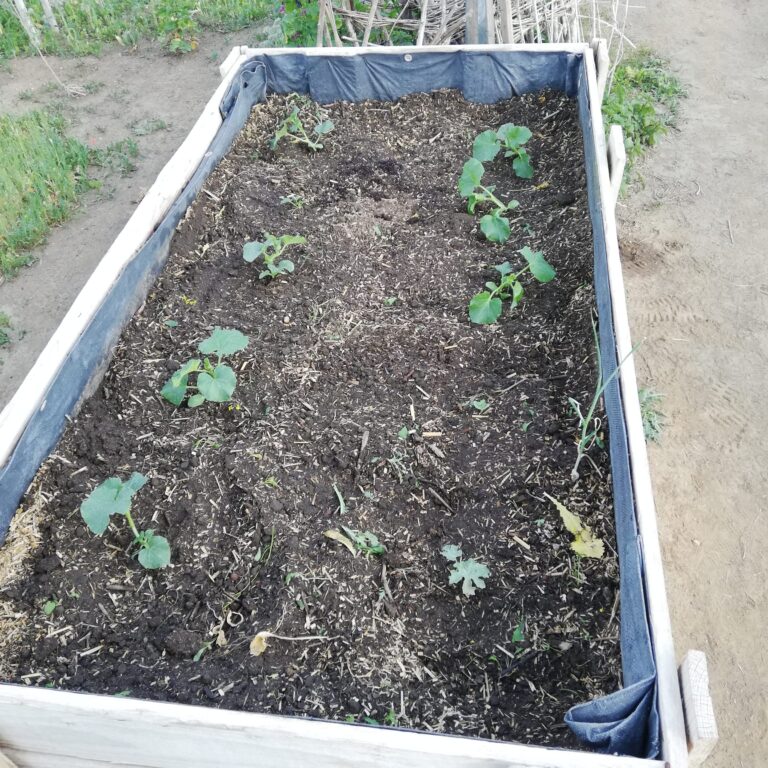 Melonen – Gurkentruppe Gewächshaus