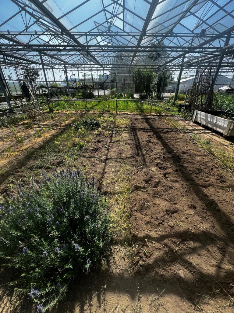 Juli 2025 – Gurkentruppe Gewächshaus
