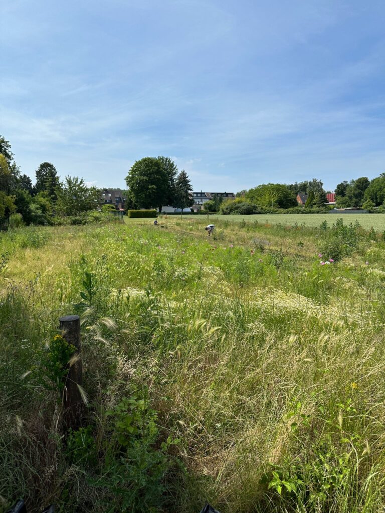 Juni 2026 – Gurkentruppe Gewächshaus