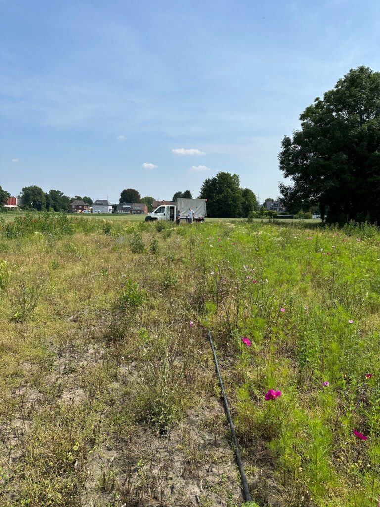 Juni 2026 – Gurkentruppe Gewächshaus