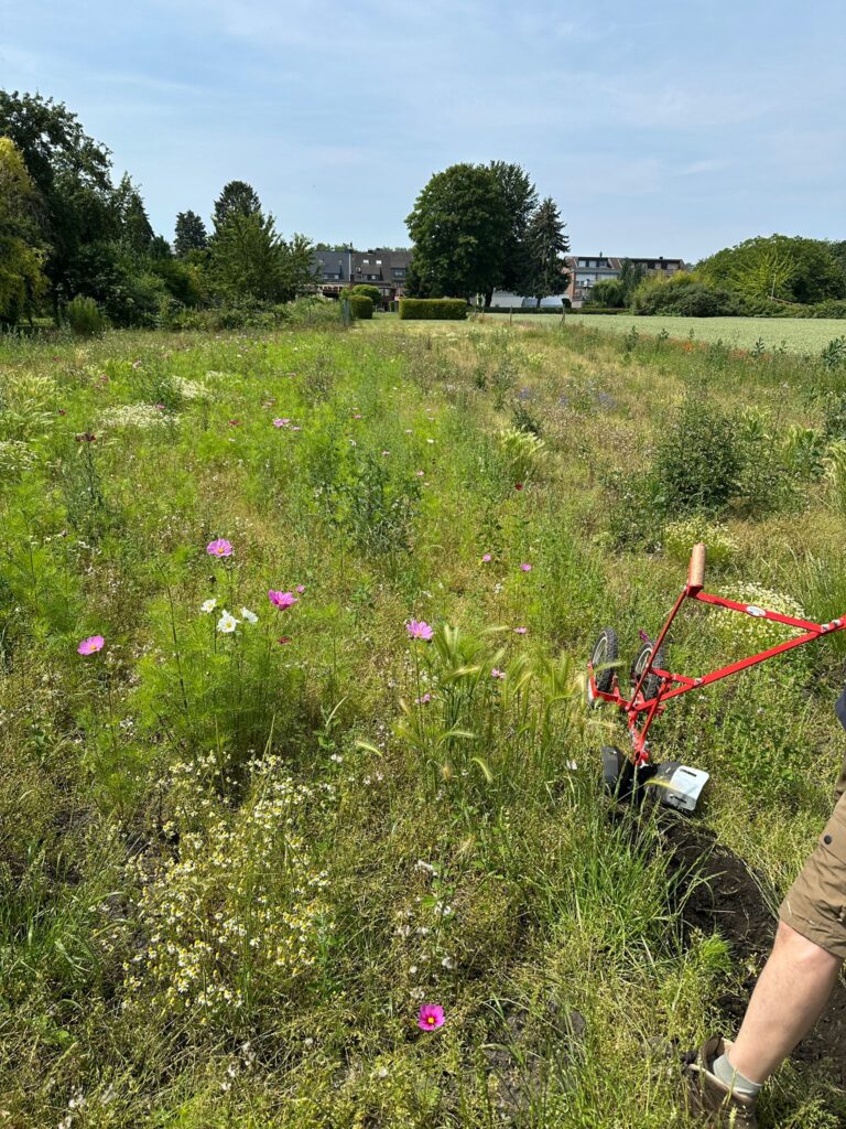 Juni 2025 – Gurkentruppe Gewächshaus