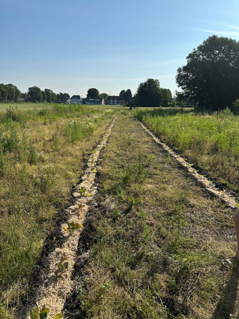 Juni 2026 – Gurkentruppe Gewächshaus