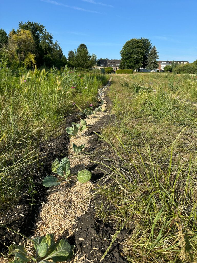 Juni 2025 – Gurkentruppe Gewächshaus