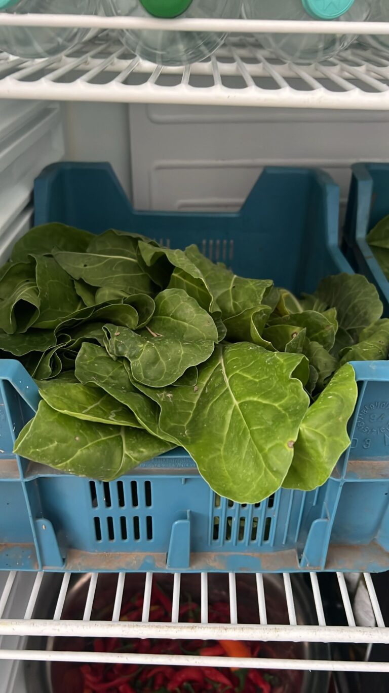 Salat – Gurkentruppe Gewächshaus