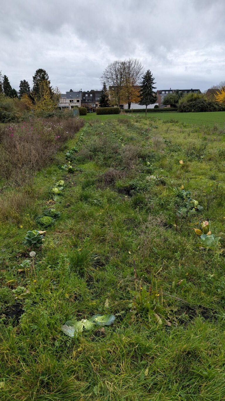 Kohl (Weißkohl, Wirsing) – Gurkentruppe Gewächshaus