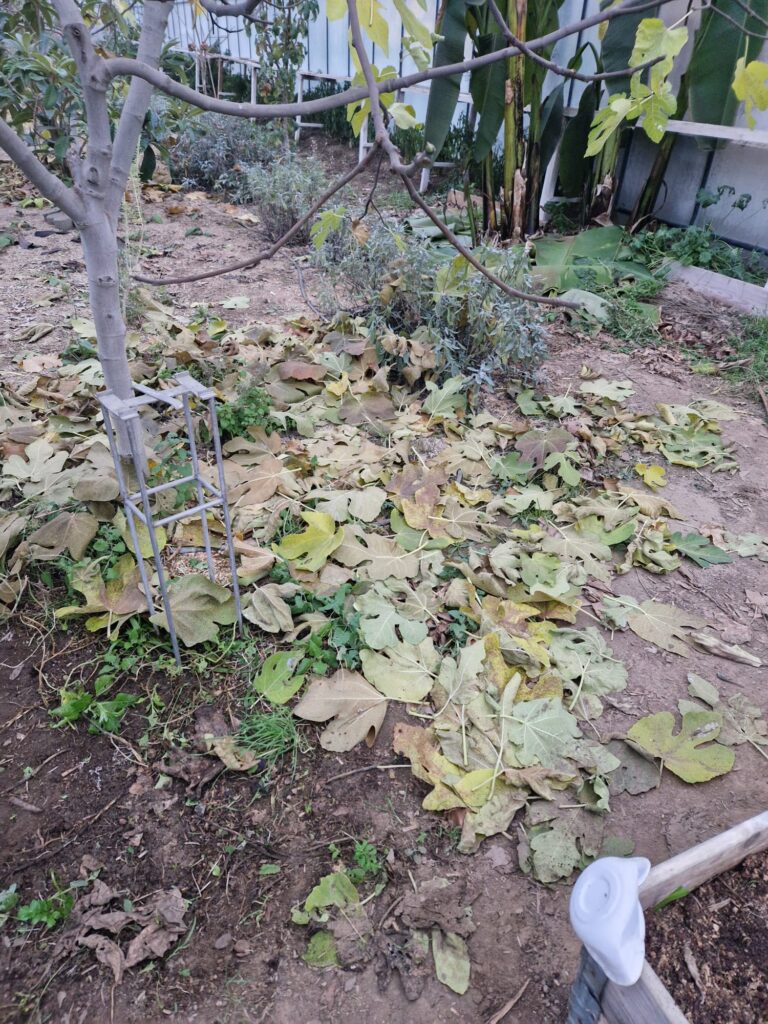 Mulch und Abdeckung – Gurkentruppe Gewächshaus