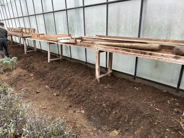 Zucchini – Gurkentruppe Gewächshaus