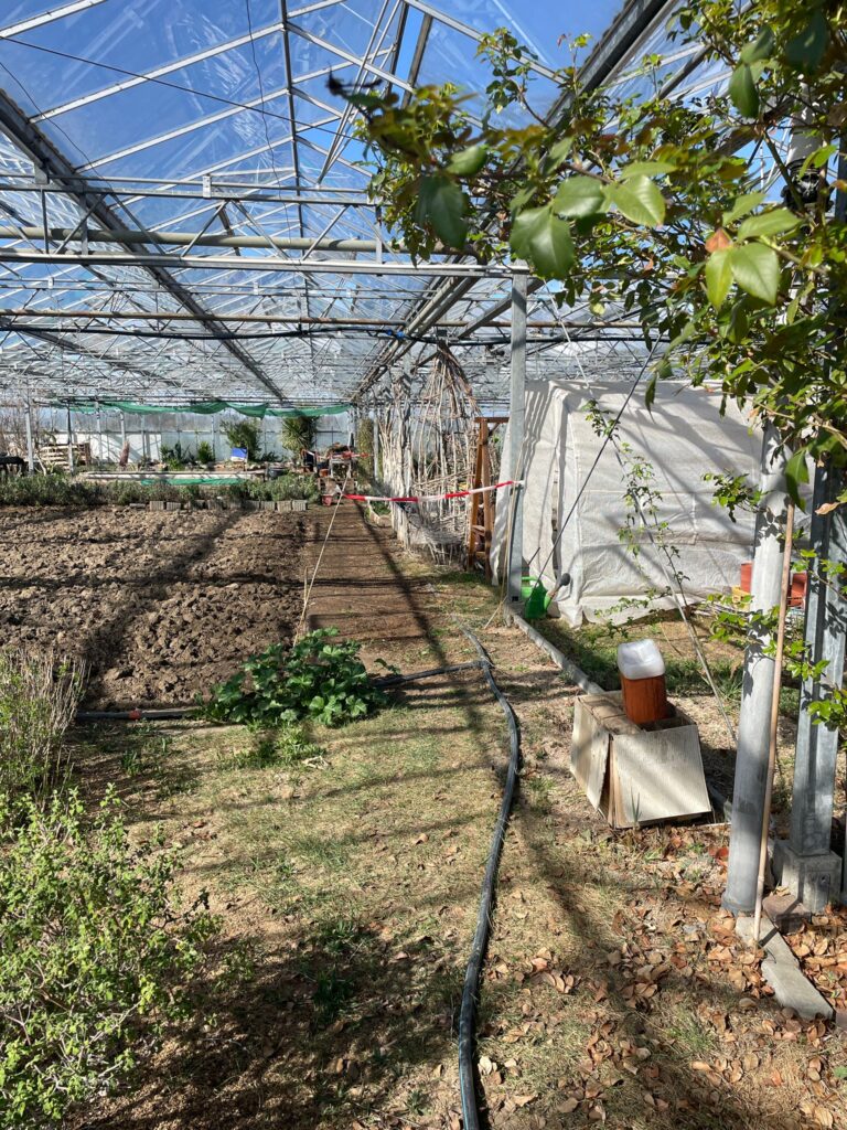 Wege begrünen – Gurkentruppe Gewächshaus