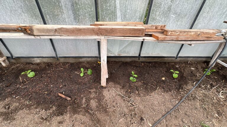 Zucchini – Gurkentruppe Gewächshaus