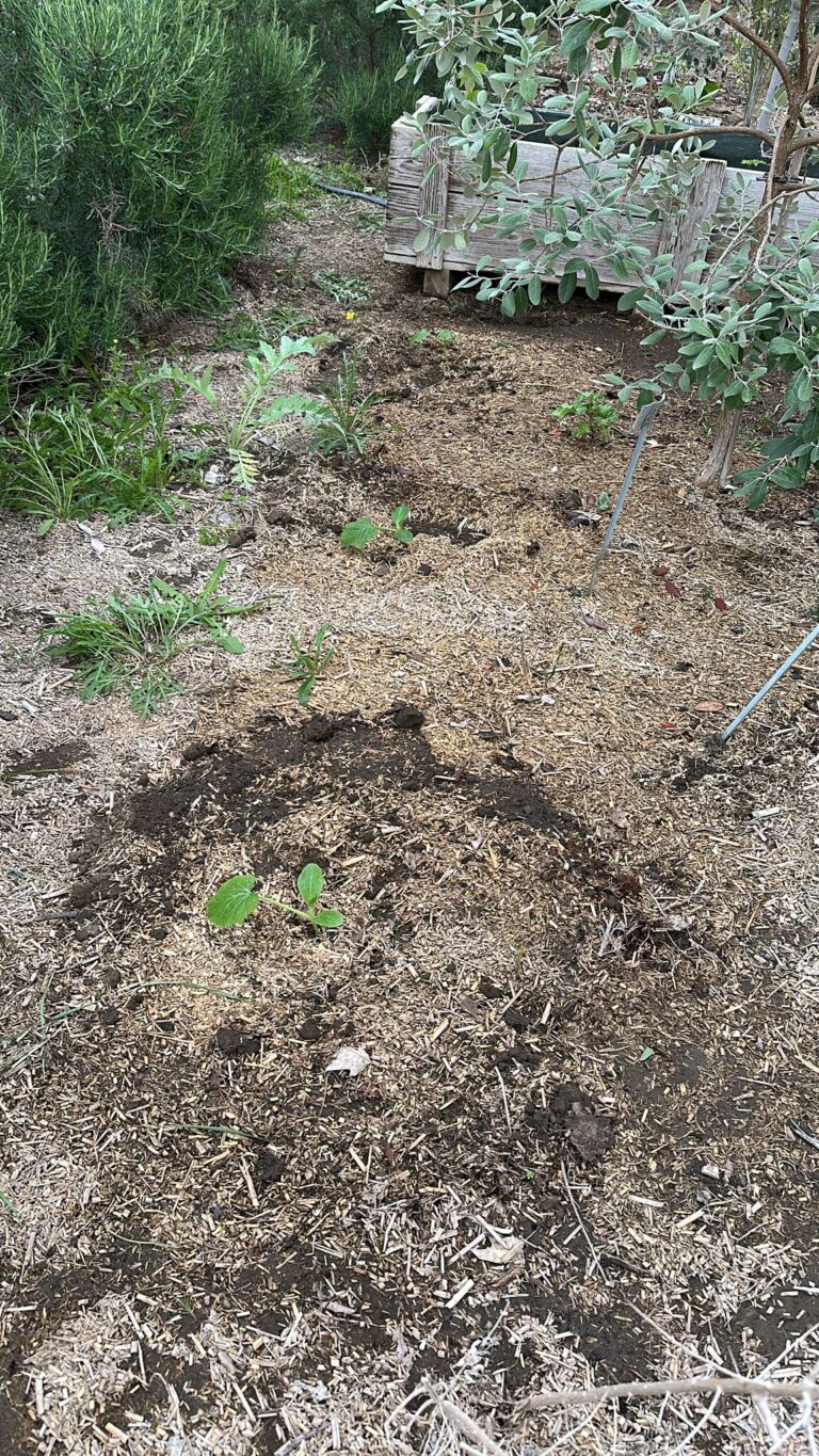 Zucchini – Gurkentruppe Gewächshaus
