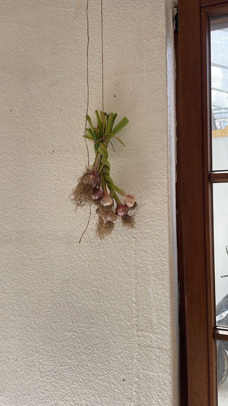 Knoblauch – Gurkentruppe Gewächshaus