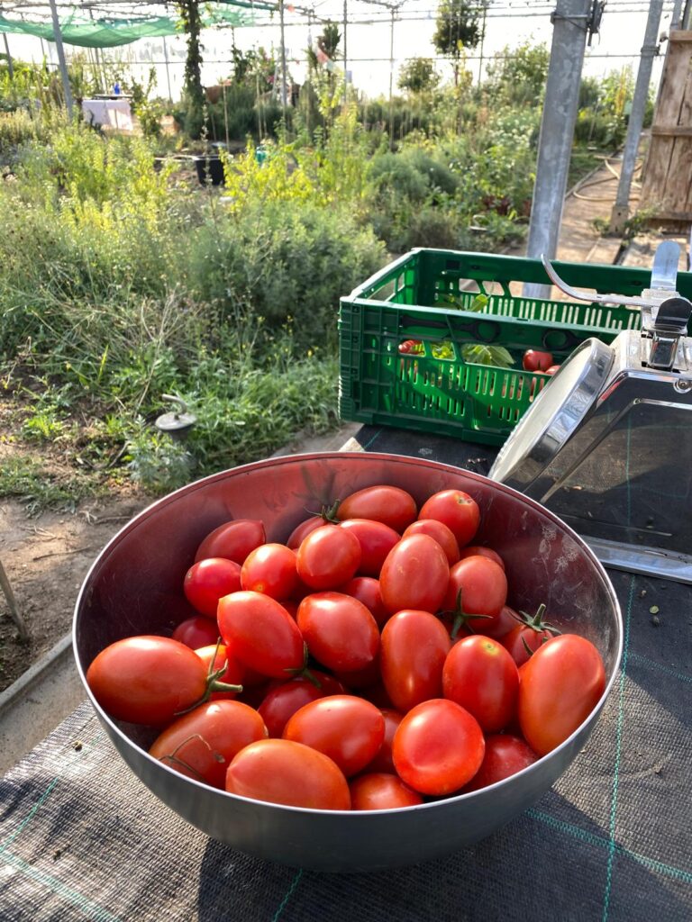 Tomaten – Gurkentruppe Gewächshaus