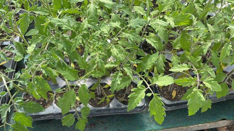 Tomaten – Gurkentruppe Gewächshaus
