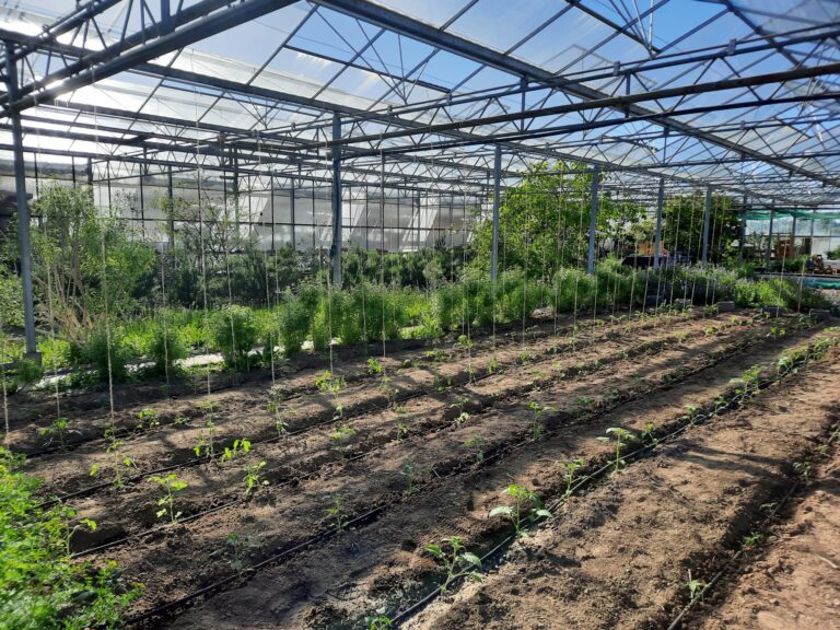 Tomaten – Gurkentruppe Gewächshaus