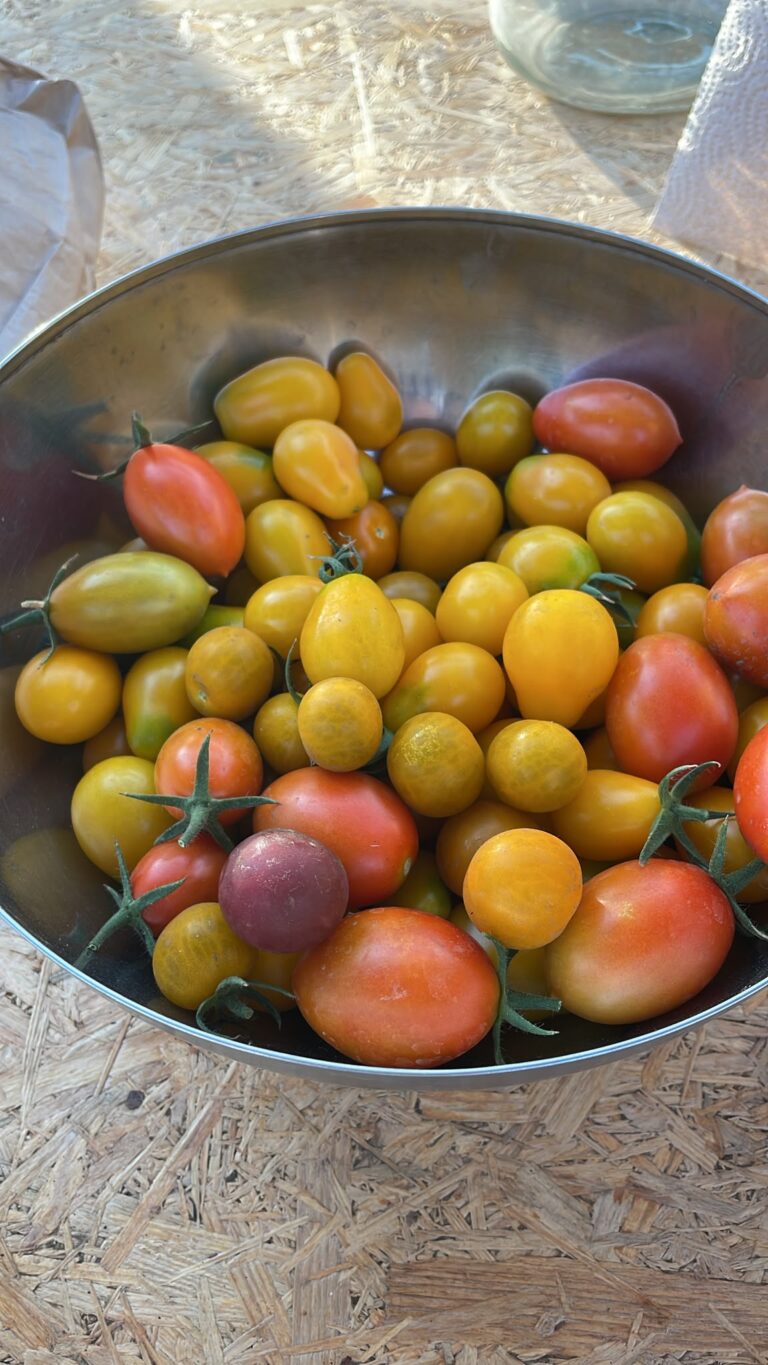 Tomaten – Gurkentruppe Gewächshaus